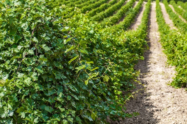 Arbustos de videira em uvas de plantação de campo crescem em fileiras com corredores.