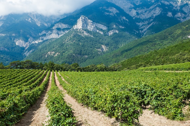 Arbustos de videiras em plantação de campo, uvas crescem em áreas montanhosas contra o fundo de rochas