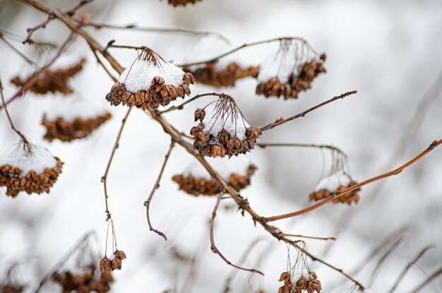 Los arbustos decorativos estaban cubiertos de nieve.