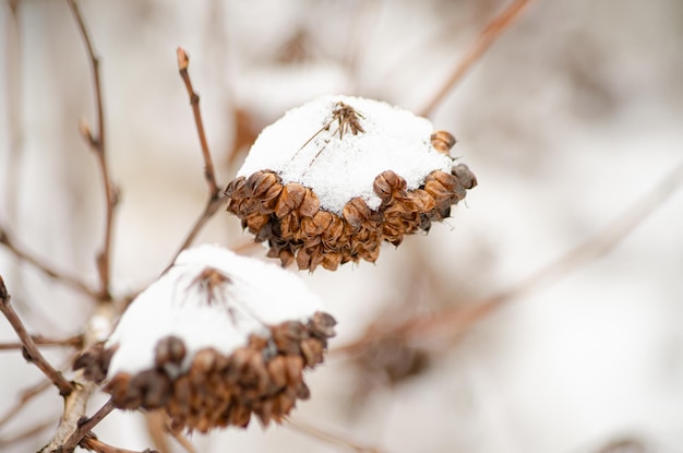 Los arbustos decorativos estaban cubiertos de nieve.