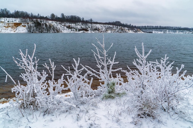 Arbustos desnudos blancos como la nieve congelados en la orilla del embalse