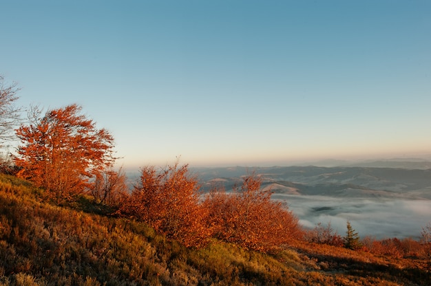 Arbustos e árvores de outono na manhã congelada nas montanhas dos Cárpatos, com nascer do sol e nevoeiro no horizonte