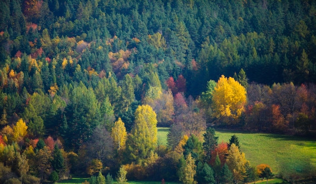Arbustos e árvores de outono