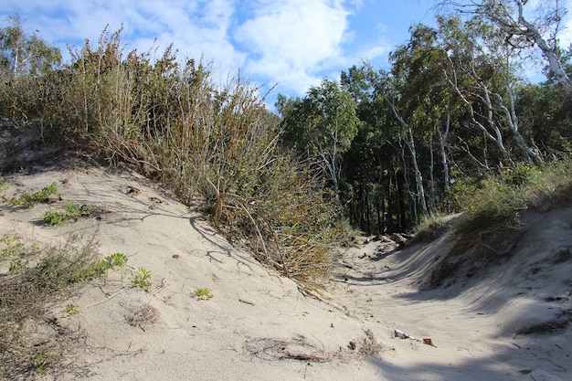 arbustos e árvores em uma duna de areia no Mar Báltico