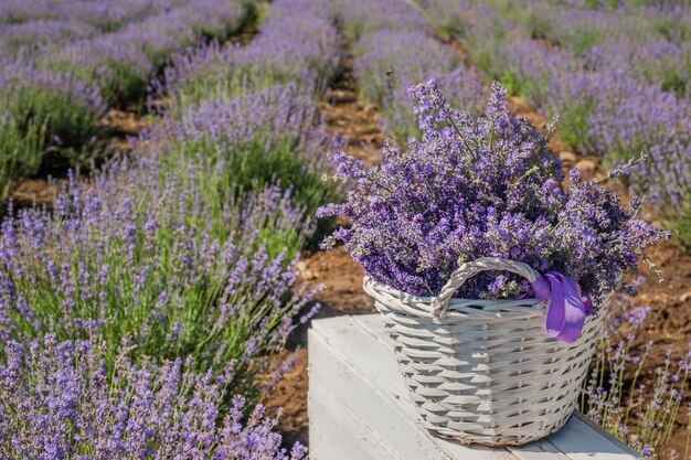 Arbustos em fileiras e uma cesta branca com flores reunidas no campo de lavanda