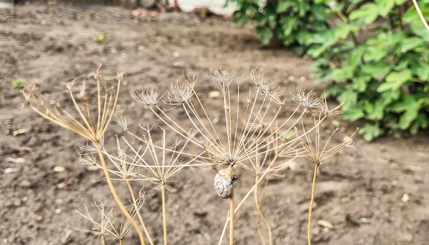 Arbustos de eneldo seco con caracoles que crecen en el primer plano del jardín Suelo desenfocado en el fondo