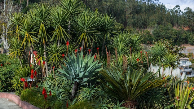 Arbustos exóticos verdes com palmeiras e flores na ilha da madeira