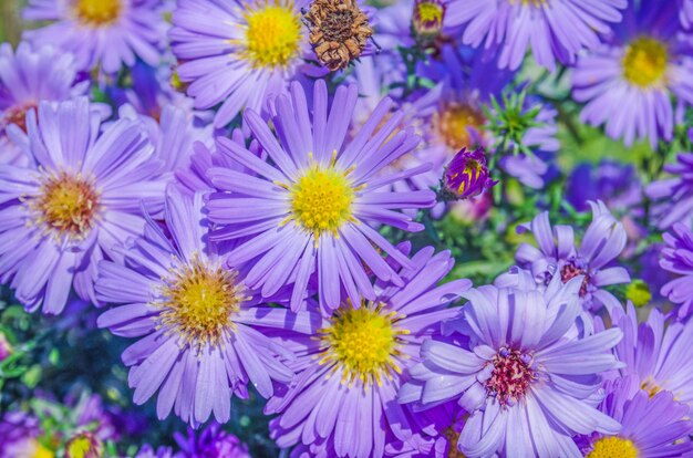 Arbustos en flor aster