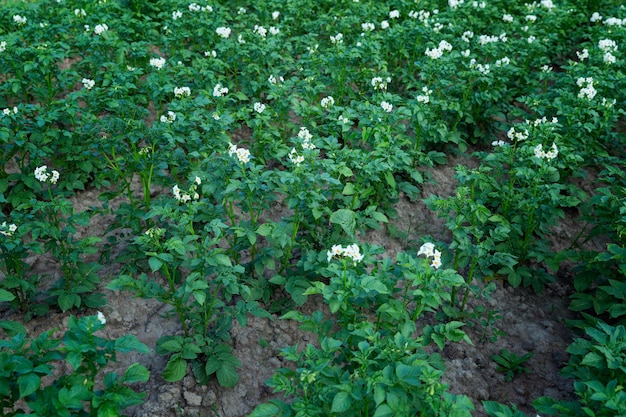 Arbustos florecientes de patatas en el jardín. Nueva cosecha. Fondo.