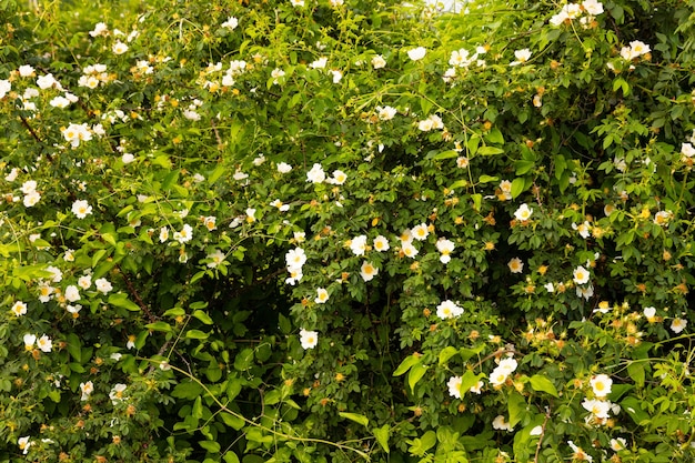 Arbustos florecientes de rosas silvestres con flores blancas. Enfoque selectivo.