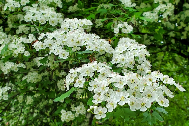 Arbustos con flores blancas racimos de flores que florecen en primavera