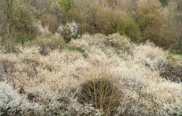 arbustos con flores blancas