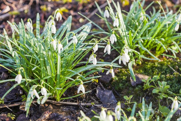 Arbustos de flores de campanillas blancas en pradera húmeda