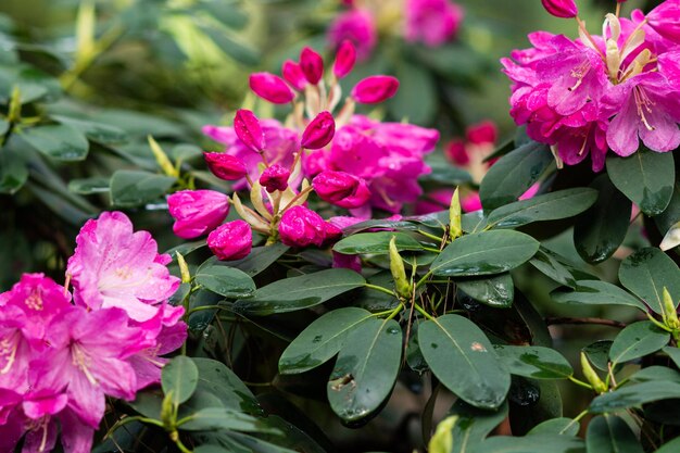 Arbustos de flores con flores de color rosa brillante rododendro rosa