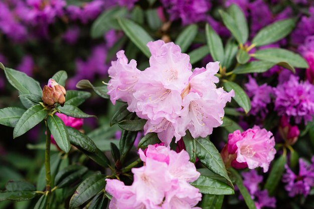 Arbustos de flores con flores de color rosa brillante rododendro rosa