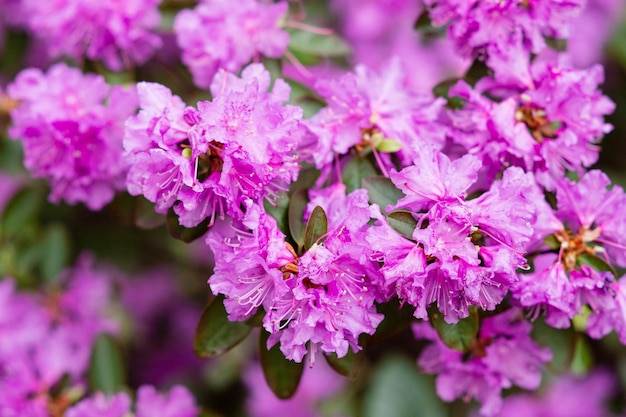 Arbustos de flores con flores de color rosa brillante rododendro rosa