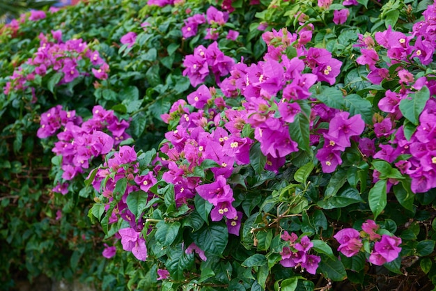 Arbustos con flores moradas