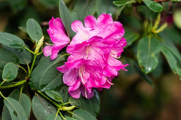 Arbustos floridos com flores rosa brilhantes rosa rododendro