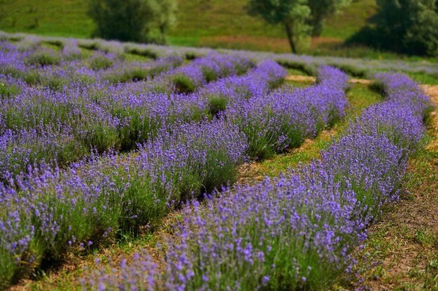 Arbustos floridos de campo de lavanda ao ar livre