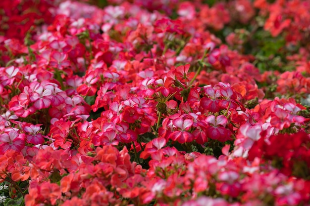 arbustos floridos de gerânios vermelhos e brancos em um canteiro de flores, paisagismo
