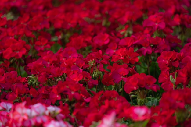 arbustos floridos de gerânios vermelhos e brancos em um canteiro de flores, paisagismo