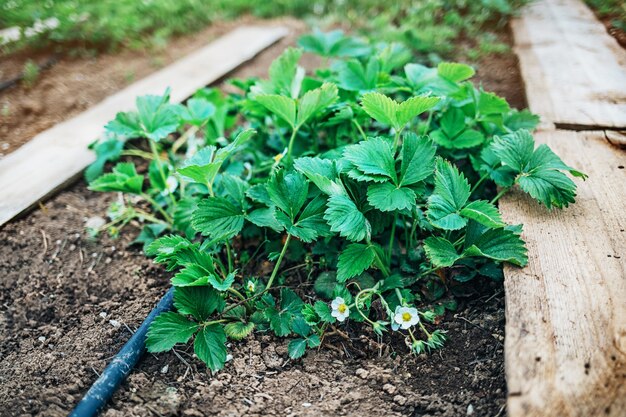 Los arbustos de fresa jóvenes crecen en el jardín