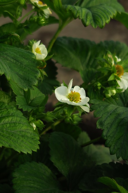 arbustos de fresas en flor crecen en el jardín