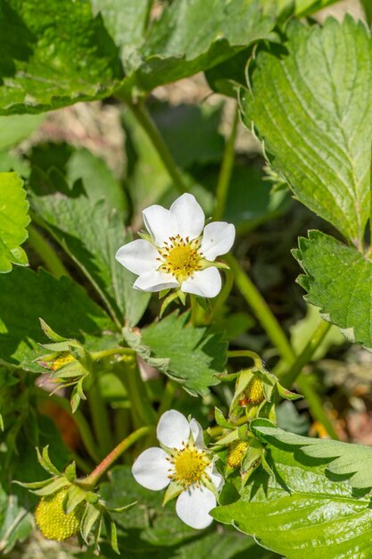 Los arbustos de fresas en flor en el jardín en primavera