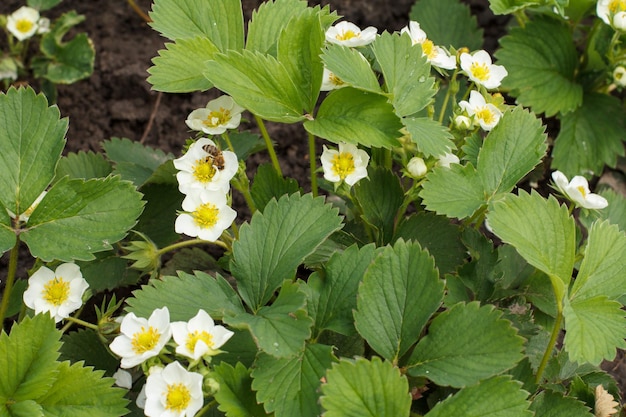 Arbustos de fresas florecientes en el jardín en primavera