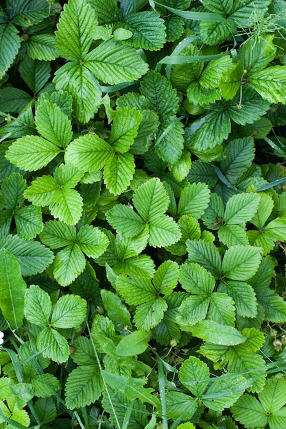 Arbustos de fresas en el jardín