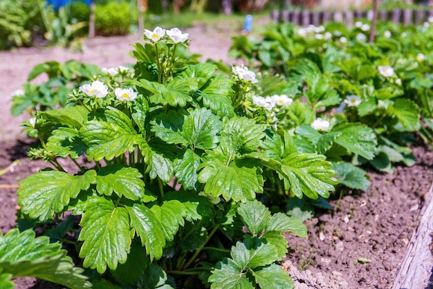 Arbustos de fresas Plantas con flores Jardinería doméstica