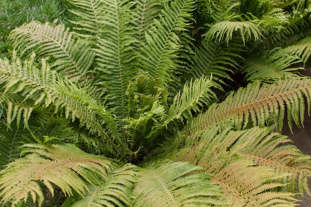 Arbustos de helecho crecen en el jardín