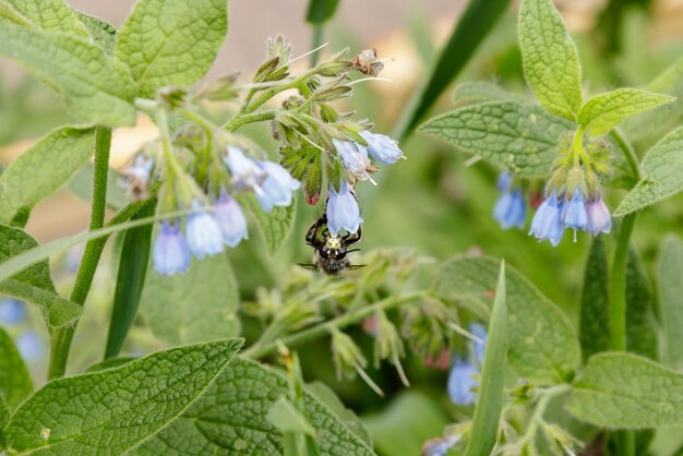 Arbustos con hermosas flores serenas en las que se sienta una avispa de abeja