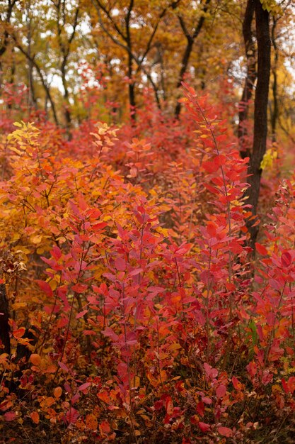 Arbustos con hojas rojas en el bosque