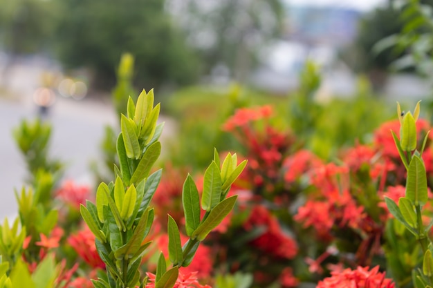 Arbustos de ixora roja