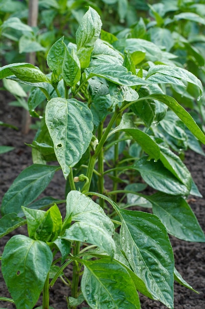 Arbustos jóvenes de pimiento que crecen en el jardín Plantas de pimiento búlgaro o dulce