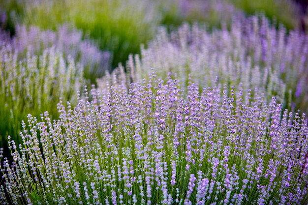 Arbustos de lavanda brillante