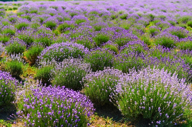 Arbustos de lavanda en el campo de un agricultor