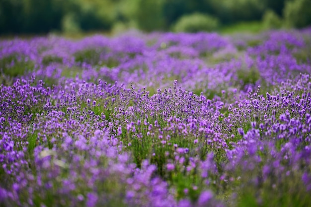 Foto arbustos de lavanda en el campo de un agricultor