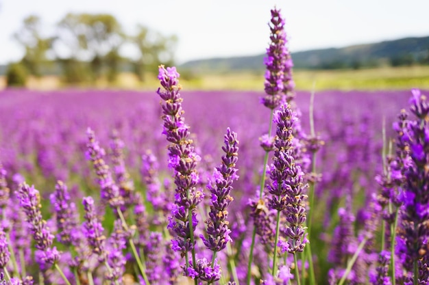 Arbustos de lavanda en el campo