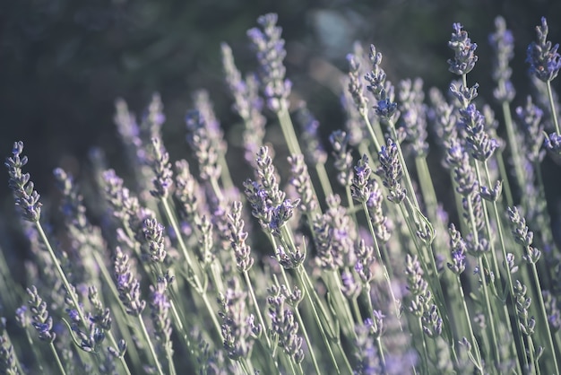 Arbustos de lavanda