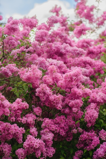 Foto arbustos de lilas de floración rosa en la naturaleza