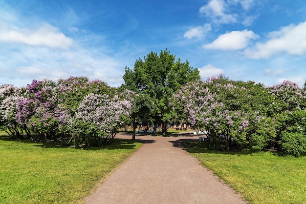 Arbustos de lilas florecientes en la avenida del Champ de Mars San Petersburgo