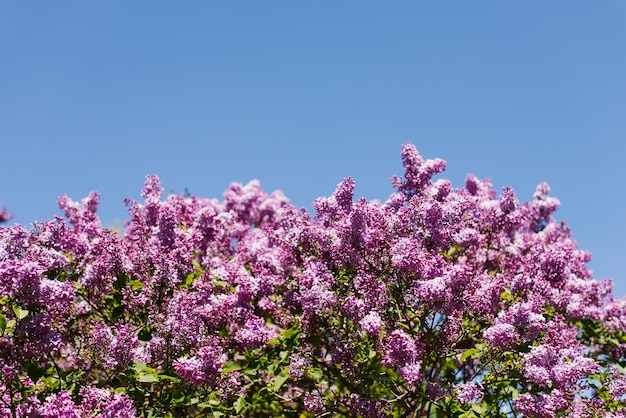 Arbustos de lilas púrpuras florecientes contra el cielo