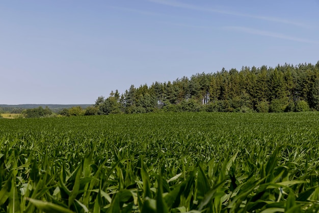 Arbustos de maíz verde en el campo