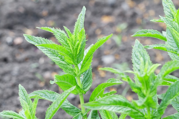 Foto arbustos de menta verde fresca