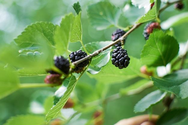 Arbustos de moras silvestres rojas y negras