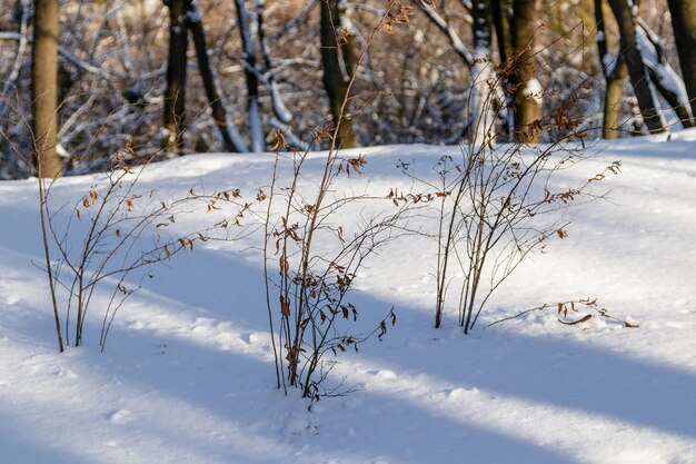 arbustos en la nieve