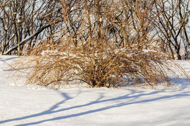 arbustos en la nieve