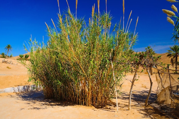 Arbustos no deserto do Saara Tunísia Norte da África